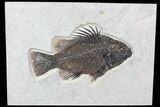 Huge, Priscacara Fossil Fish - Top Quality Example #77878-1